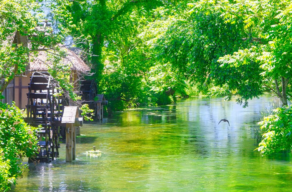 安曇野 大王わさび農場