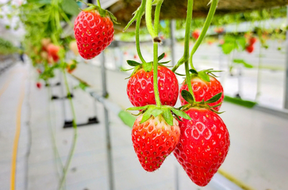 筑北村　いちご農園